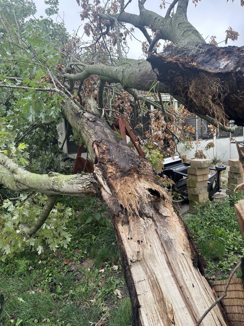 Codominance can lead to tree failure. Codominance can lead to tree failure.